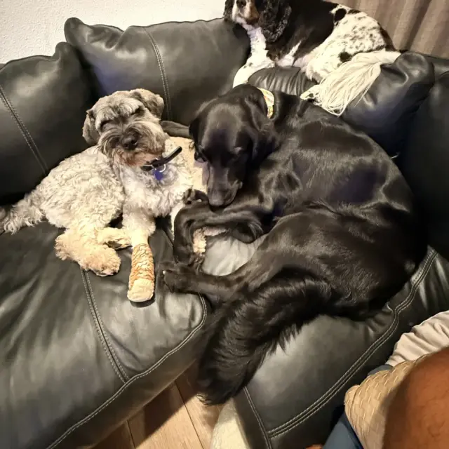 Dogs at Duke's Doggy Daycare