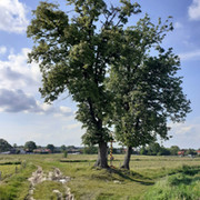 krzyz 21am