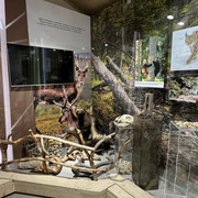 IMG 5608