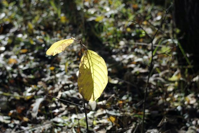 DSC7512.jpg