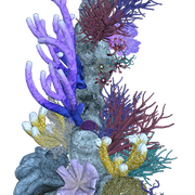 coral2
