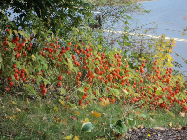 DSC00385