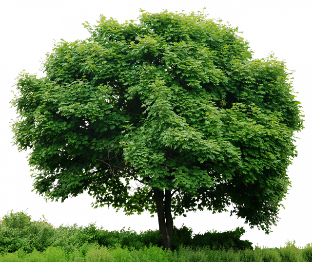 tree-png-788