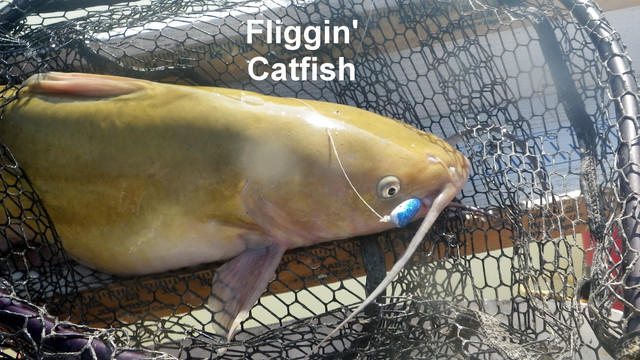 FLIGGIN-CATFISH
