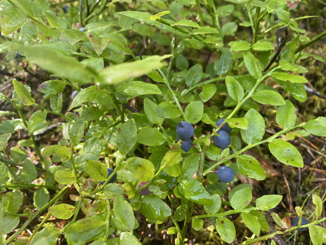 720-AD732-EF0-F-4391-B87-C-6172-D502-B7-