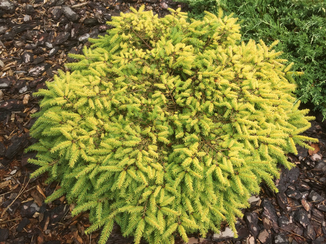 Ель Vermont Gold