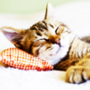 Sleeping-Cat