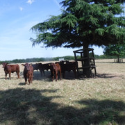 DSCF6175