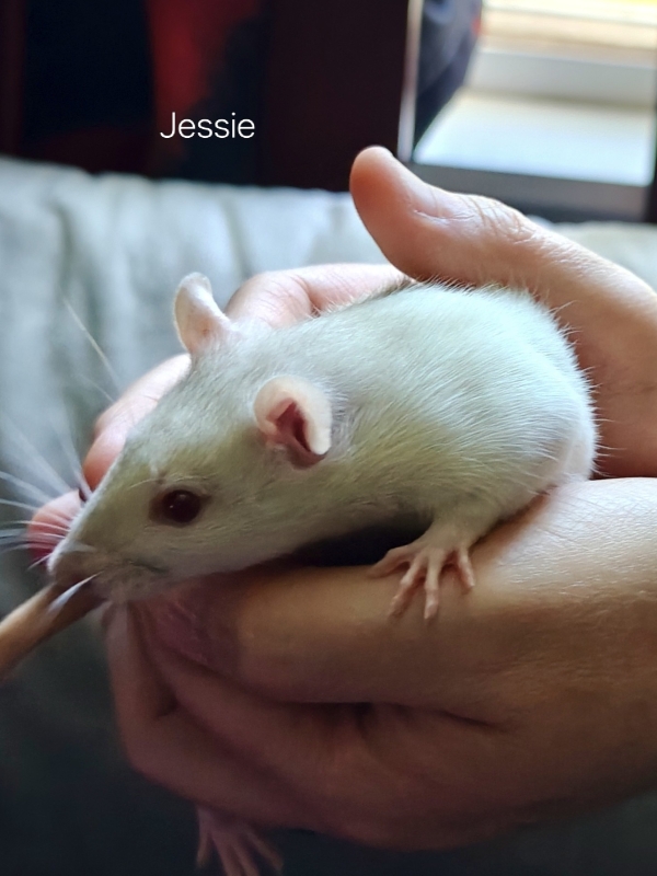 jesse