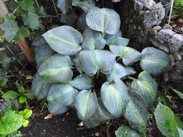 Hosta 1.jpg