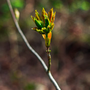 L1000566