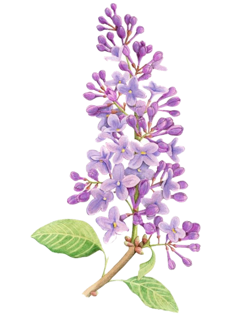 pngegg (26).png