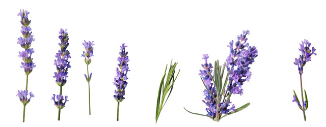 shutterstock 2494993563.jpg
