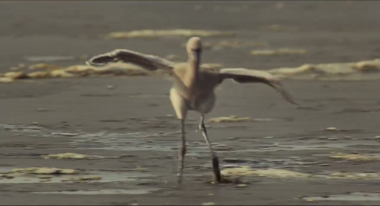 The Crimson Wing: Mystery of the Flamingos Screenshot