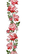 border red rose