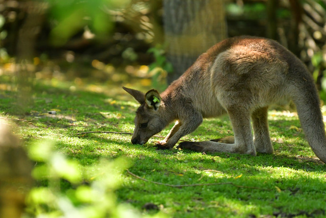 Kangaroos at Copenhagen Zoo