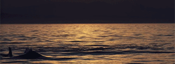 ijiji.gif