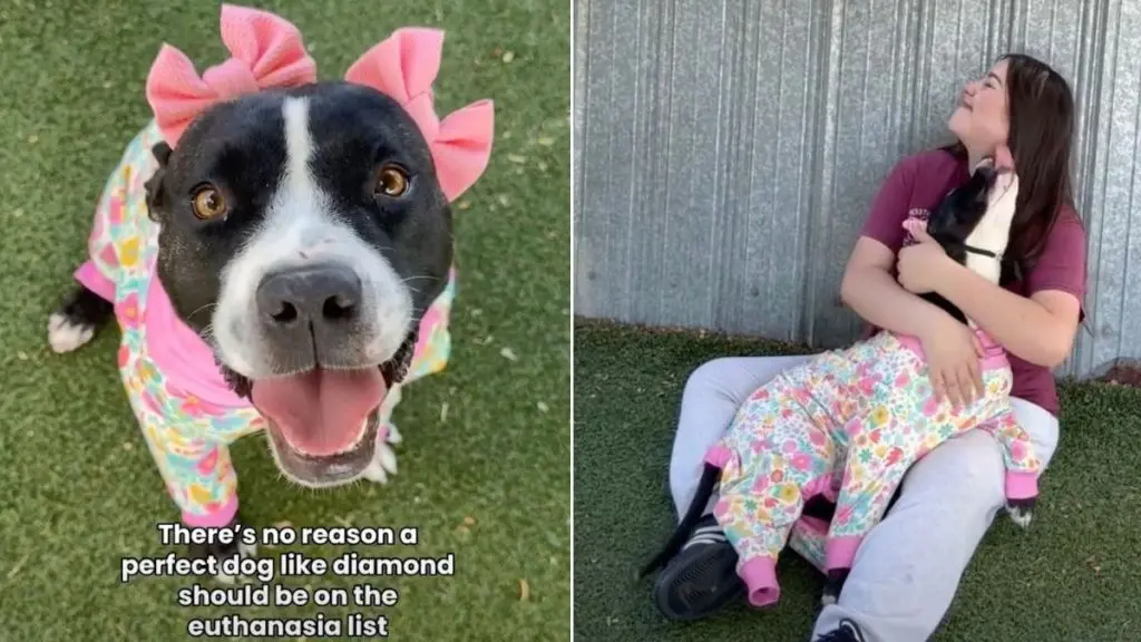 Diamond’s Last Chance: Shelter Dog Awaits Adoption Before Euthanasia