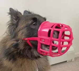 Dog Muzzles: A Crucial Tool for Every Canine Owner