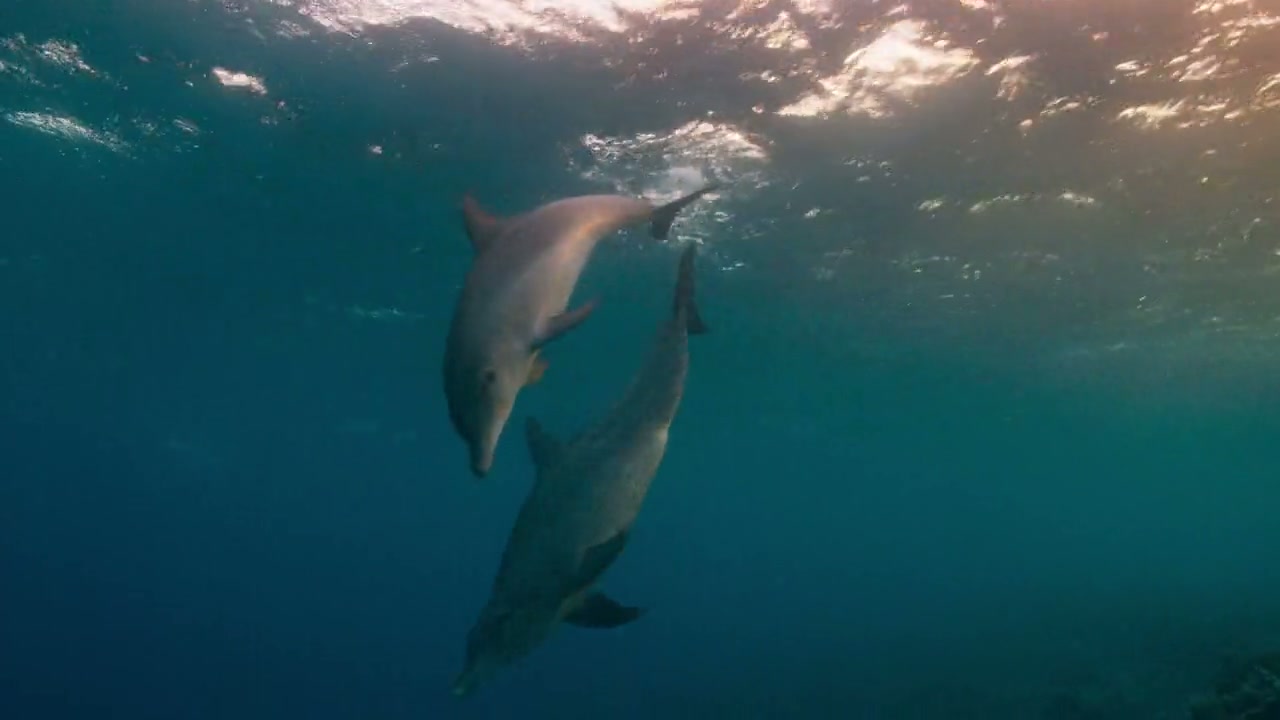 Dolphin Street Screenshot