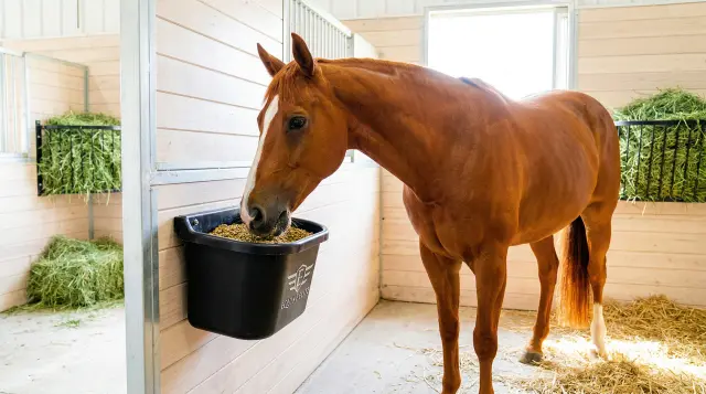 Optimal Equine Nutrition for High-Performance