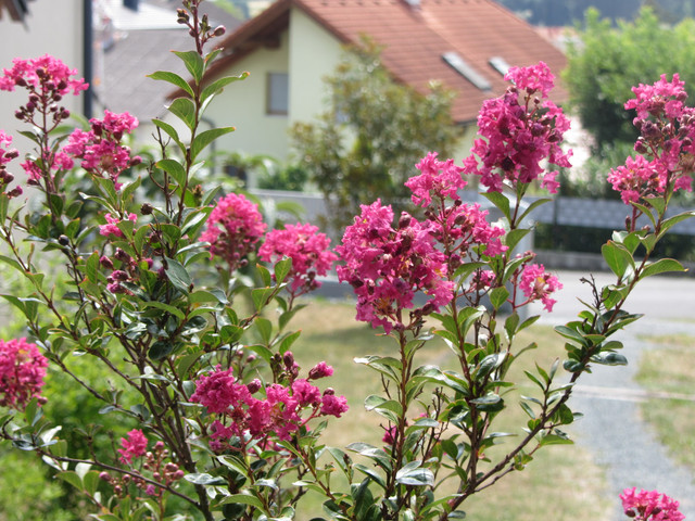 IMG-8615