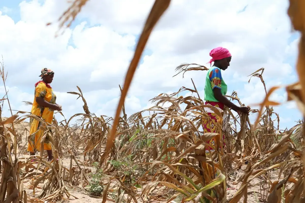 Global Warming Causes Over $20 Billion in Annual Crop Losses