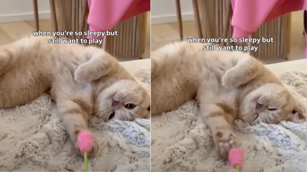 Feline Fun: Cat Can't Resist Flower Toy Despite Sleepiness