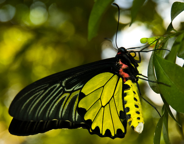 Golden-Butterfly