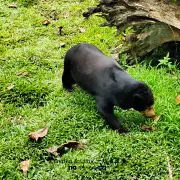 Zoo Negara6