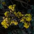 Berberine's Gut Benefits Uncovered