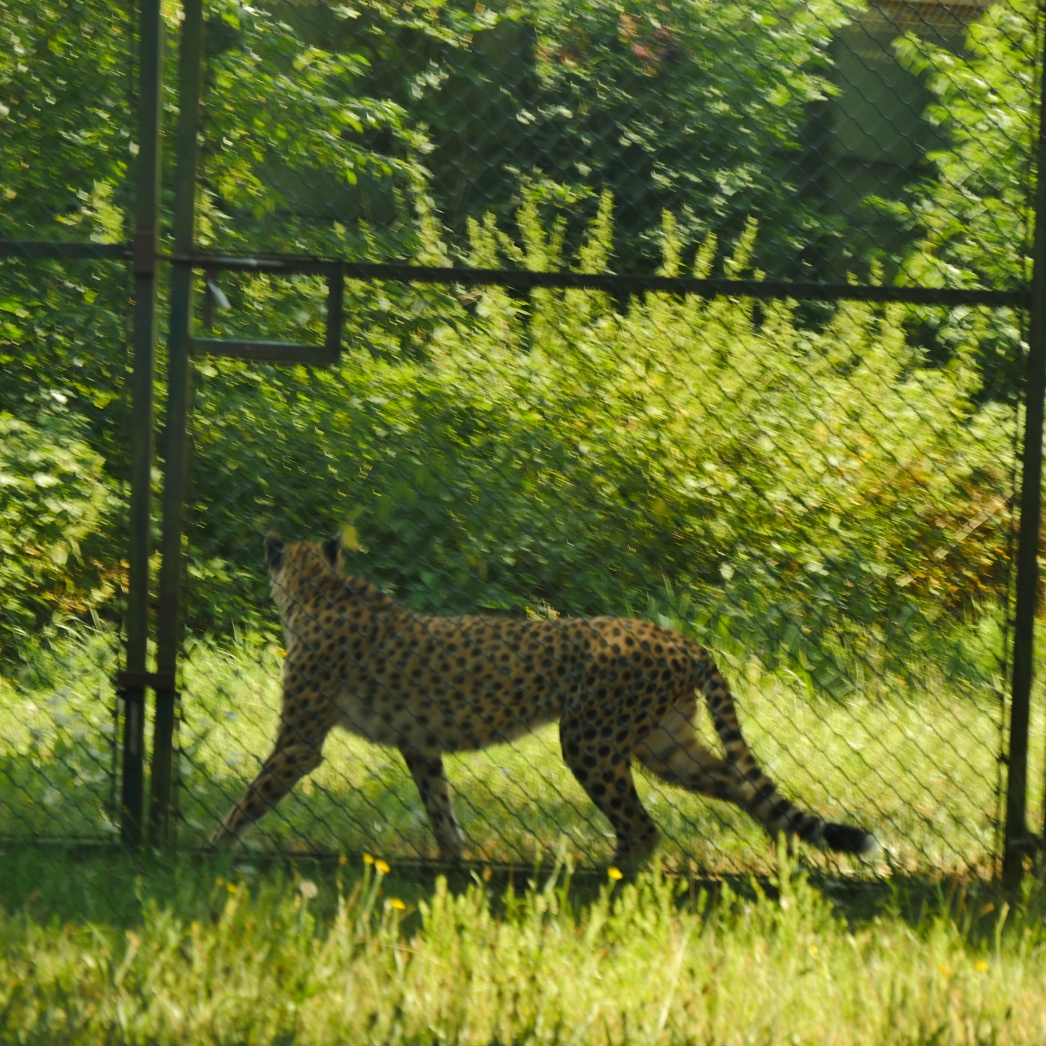 Serengeti-Park / Серенгети-Парк и кусочек Касселя