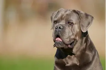 Best Pill Pockets for Cane Corsos