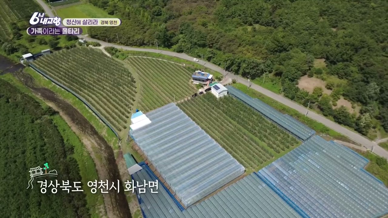 6시내고향 청산에 살리라 영천 포도 사과 자두 캡처