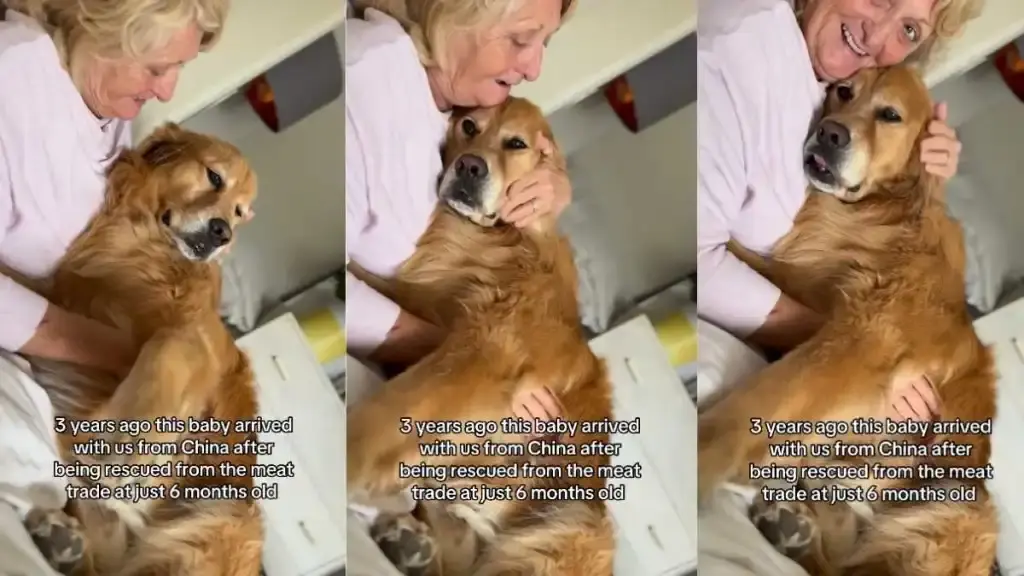 Golden Retriever’s Dark Past Fades as New Family Shows Unconditional Love