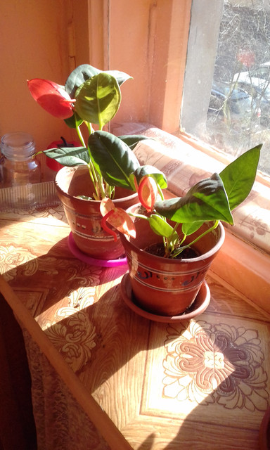 20150508-015750.jpg