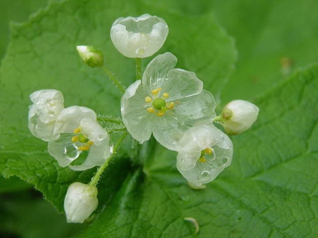 Diphylleia-grayi-9