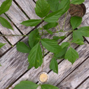 unknown tree leaves 01