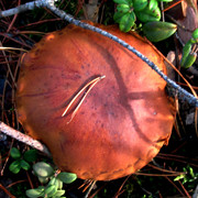 IMG-0331