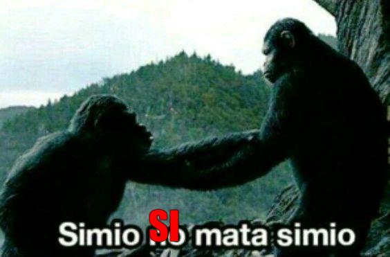 simio-1.jpg