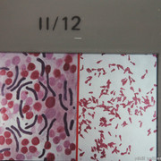 IMG-1175