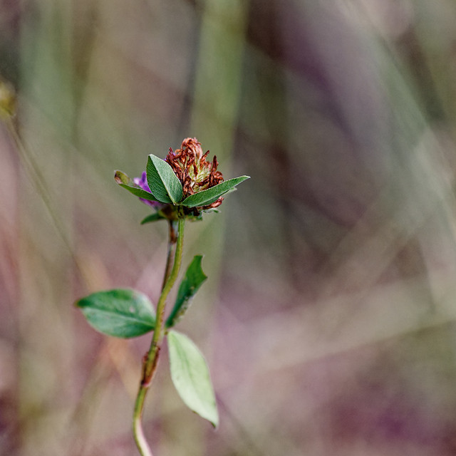 IMG-3972-Dx-O