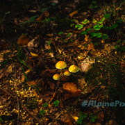 20231011-Alpine-Pixels-76