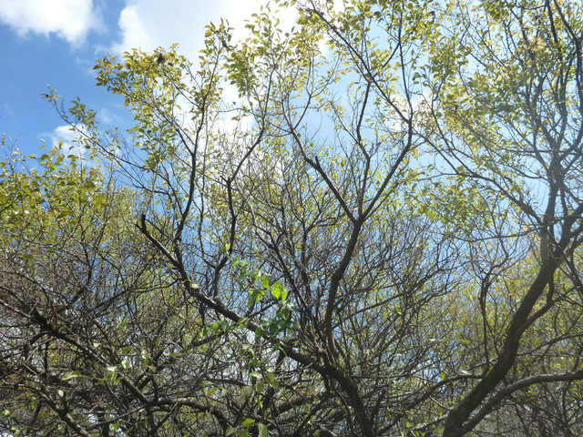 P1340991.jpg