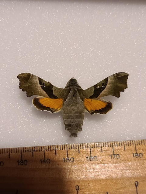 hawk-moth-2007