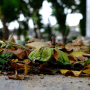 DSCF1296