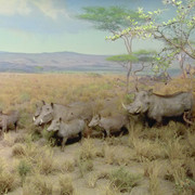 Warthog