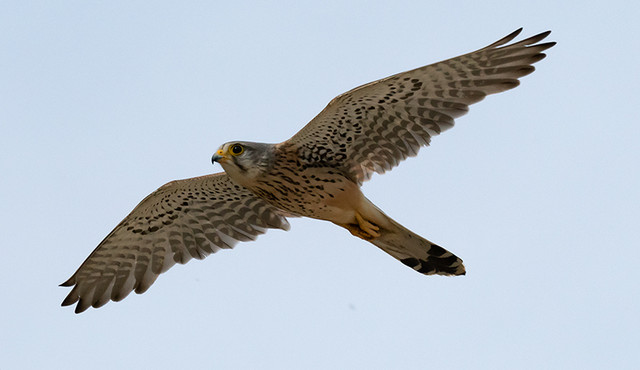 Turmfalke 02.jpg