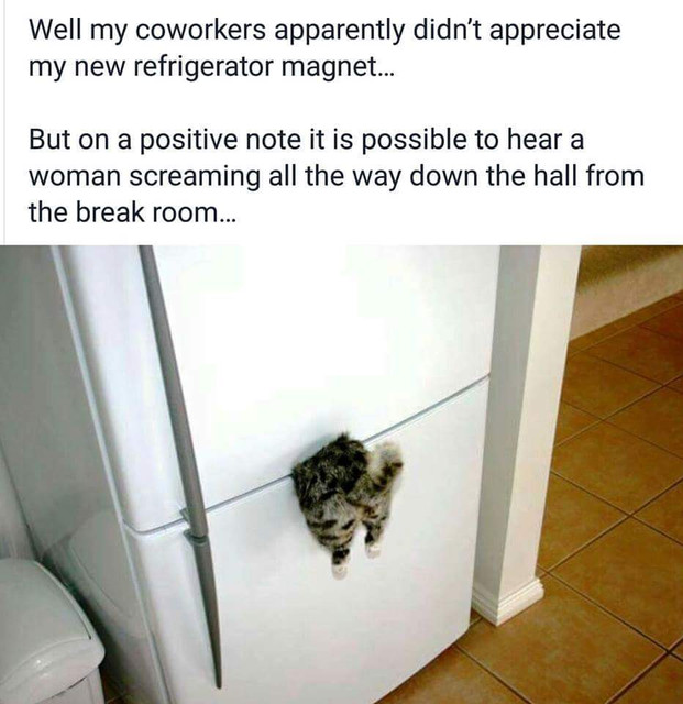 Kitty-Freezer