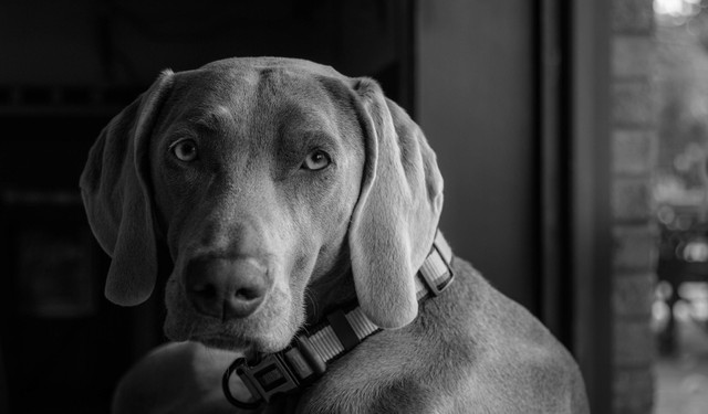 Pets-Animals-158.jpg